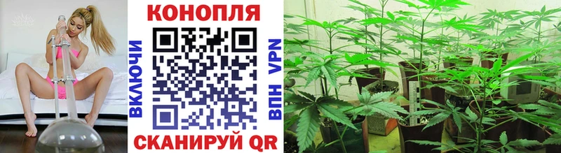 Каннабис сатива  Лабытнанги 